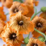 Healthy Pumpkin Blossoms